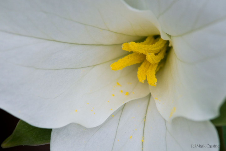 Wildflowers and Botanicals