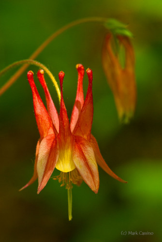 Wildflowers and Botanicals