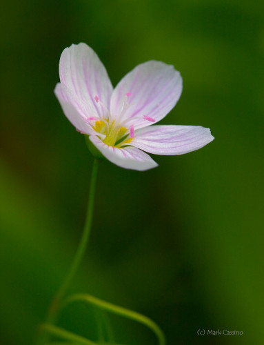 Wildflowers and Botanicals