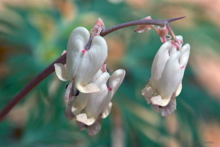 Wildflowers and Botanicals