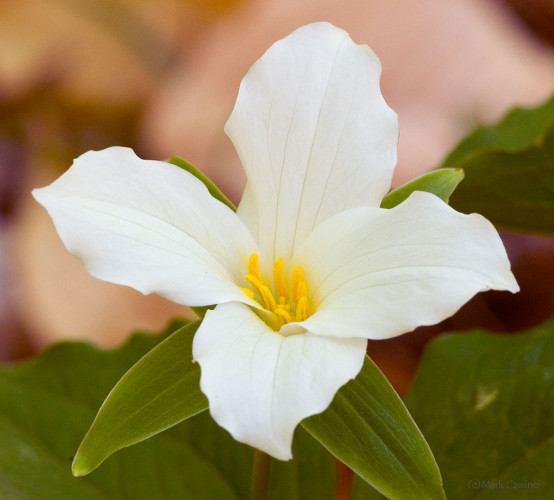 Wildflowers and Botanicals