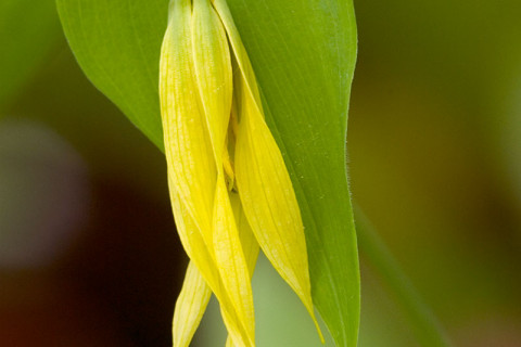 Bellwort - Uvularia grandiflora