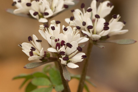 Harbinger of Spring - Erigenia bulbosa