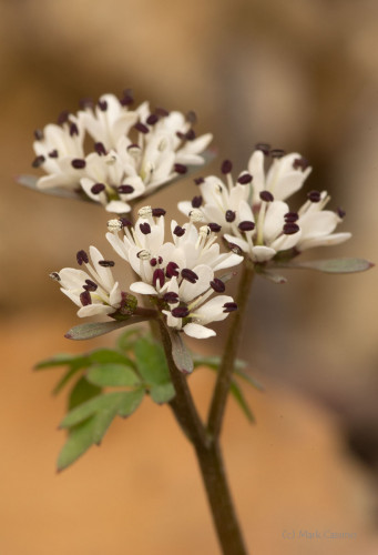 Wildflowers and Botanicals