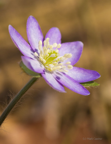 Wildflowers and Botanicals