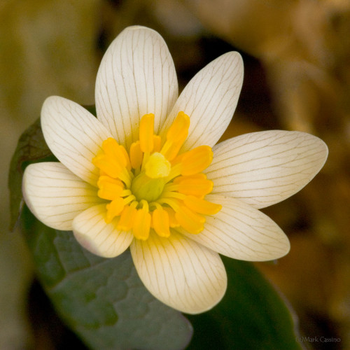 Wildflowers and Botanicals