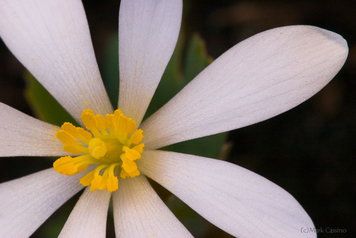 Wildflowers and Botanicals