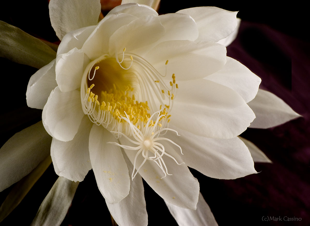 Wildflowers and Botanicals