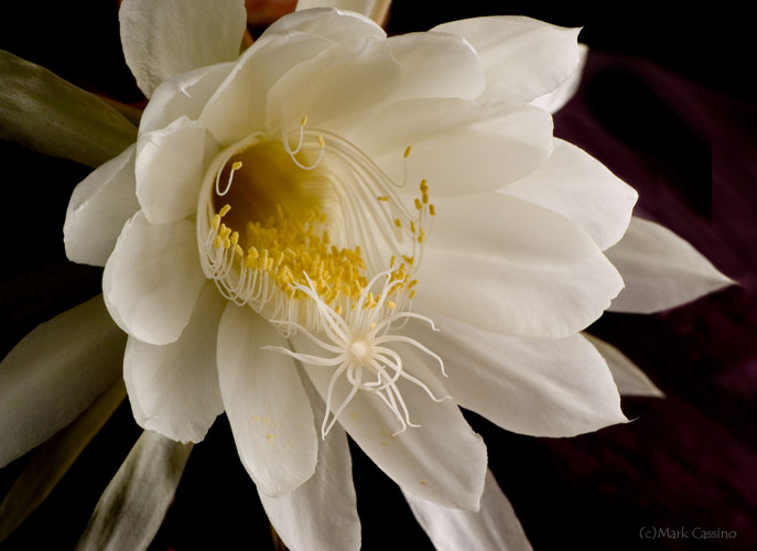 Wildflowers and Botanicals