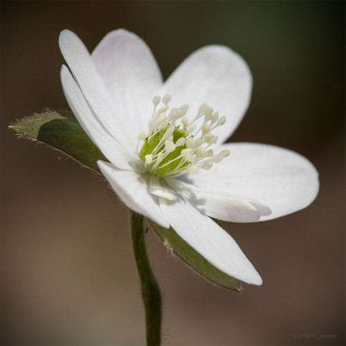 Wildflowers and Botanicals