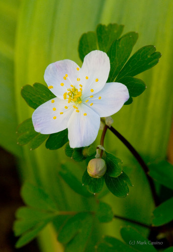 Wildflowers and Botanicals