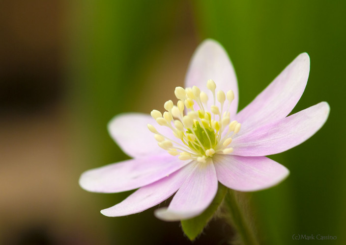 Wildflowers and Botanicals