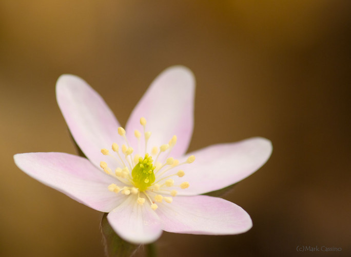 Wildflowers and Botanicals