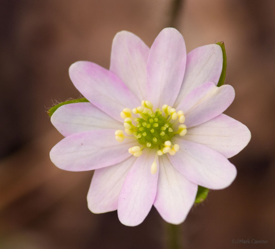 Wildflowers and Botanicals