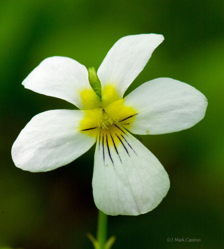 Wildflowers and Botanicals