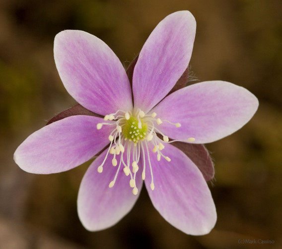 Wildflowers and Botanicals