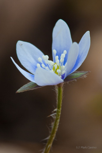 Wildflowers and Botanicals