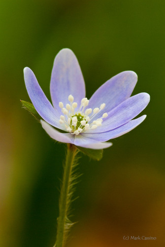 Wildflowers and Botanicals