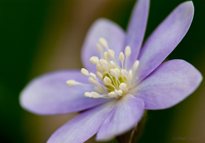 Wildflowers and Botanicals