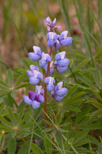 Wildflowers and Botanicals