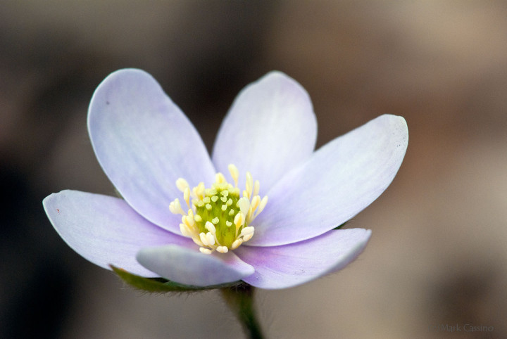 Wildflowers and Botanicals