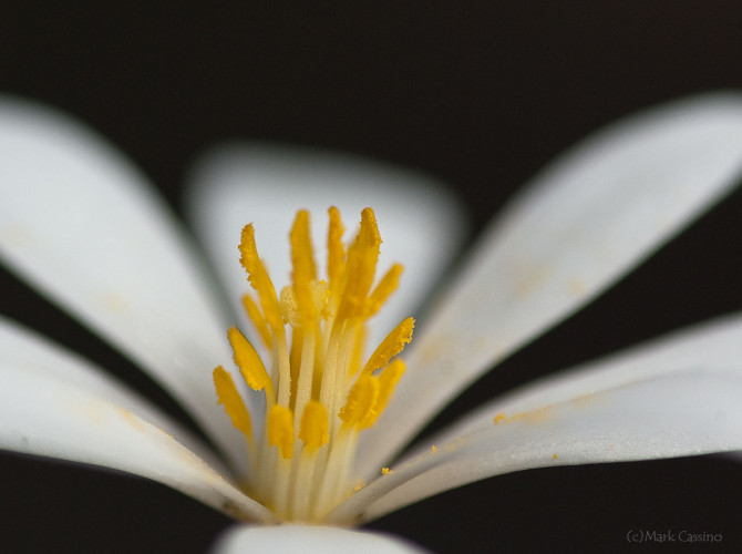 Wildflowers and Botanicals