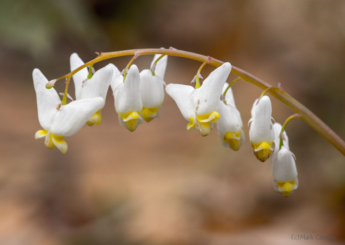 Wildflowers and Botanicals