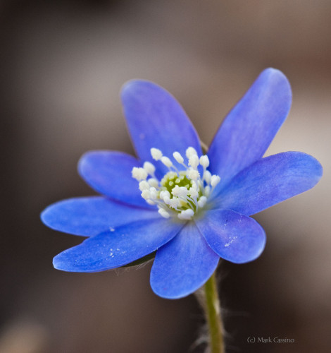 Wildflowers and Botanicals