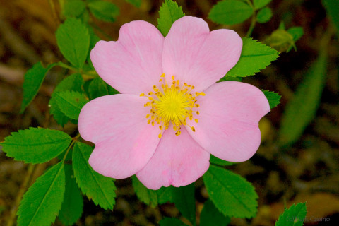 Wild Prairie Rose - Rosa arkansana