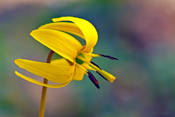 Wildflowers and Botanicals