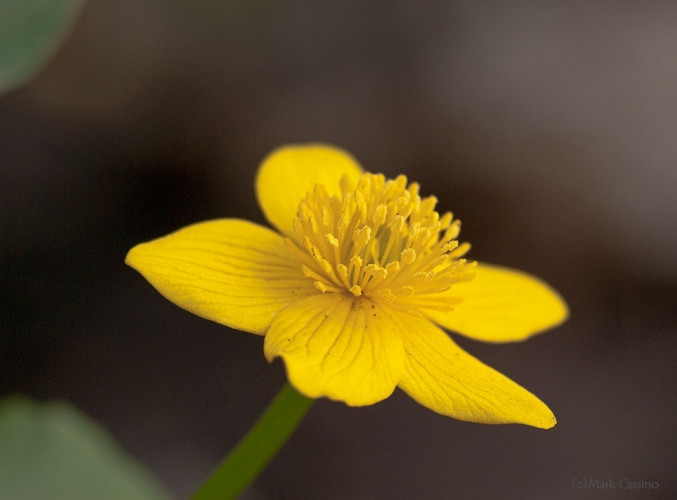 Wildflowers and Botanicals