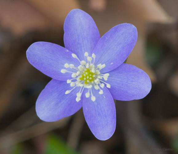 Wildflowers and Botanicals