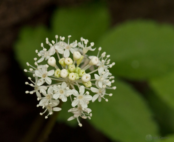 Wildflowers and Botanicals