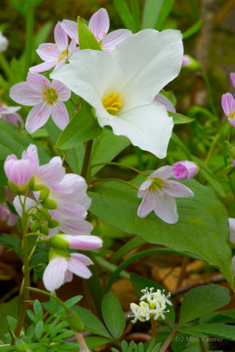 Wildflowers and Botanicals