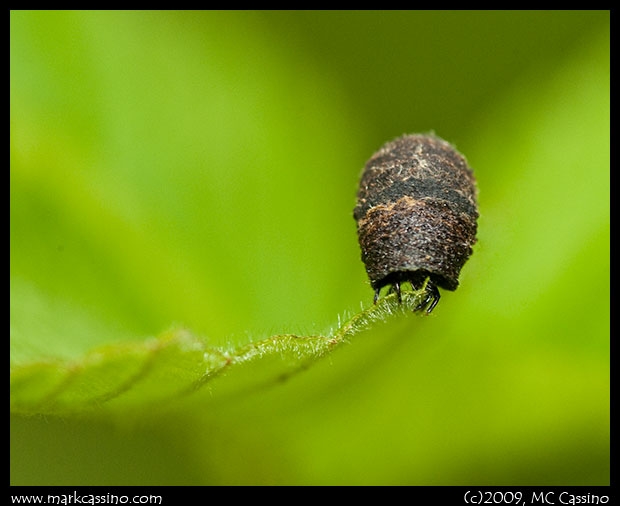 Unknown Insect or Spider